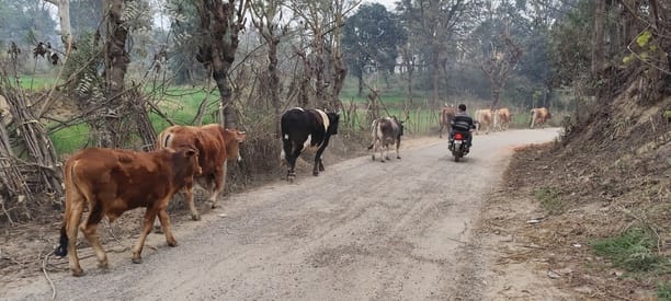 Stray animals are causing problems for farmers