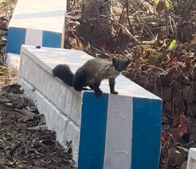 कालागढ़ के वनों में दिखाई दिया शर्मीला जीव पीले गले वाला मार्टिन वाली खबर का फोटोकालागढ़ के ज