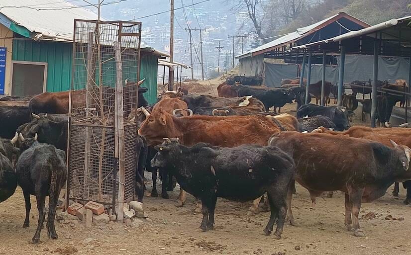 Administration in slumber... roads are bearing the pain of cattle