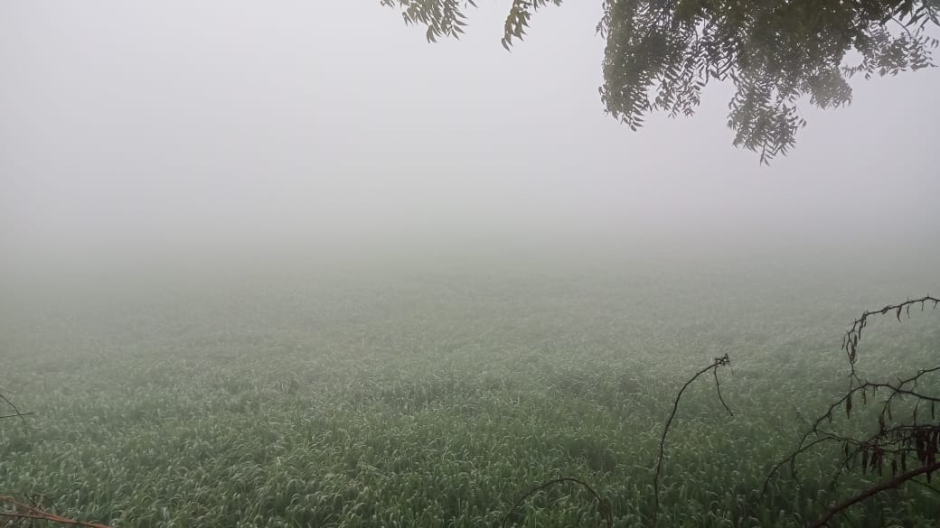 Falling temperatures and dense fog have increased farmers' worries.