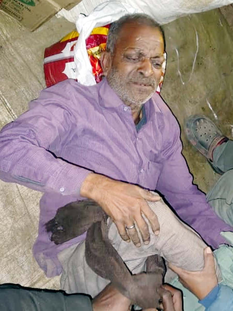 Bulls clashed in the weekly market, leaving seven people injured, including a grandfather and his grandson.