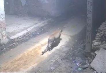A leopard entered Bibra Kala village, captured on CCTV, causing panic.