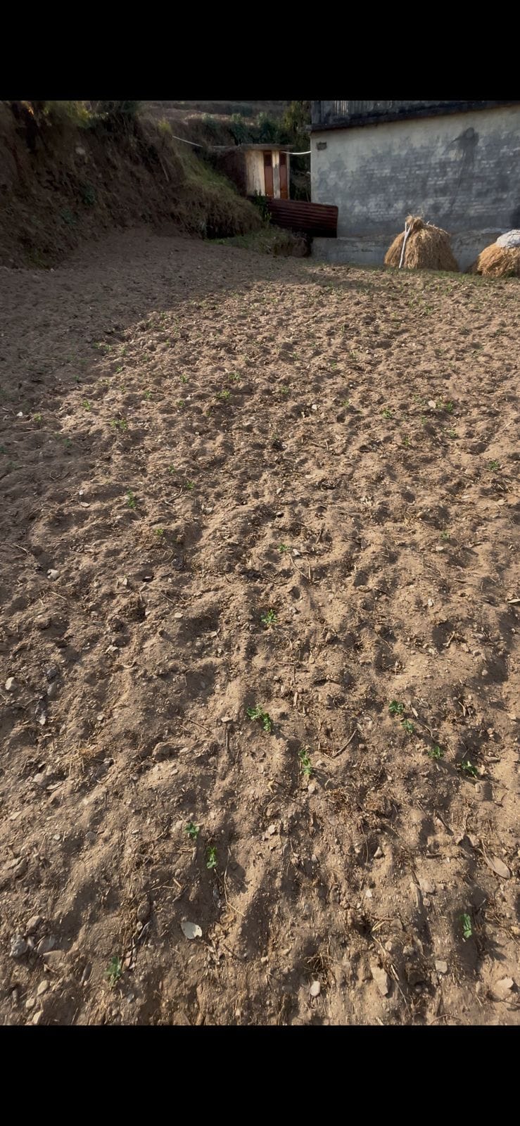 20% of the wheat crop has dried up in the fields due to lack of rain.
