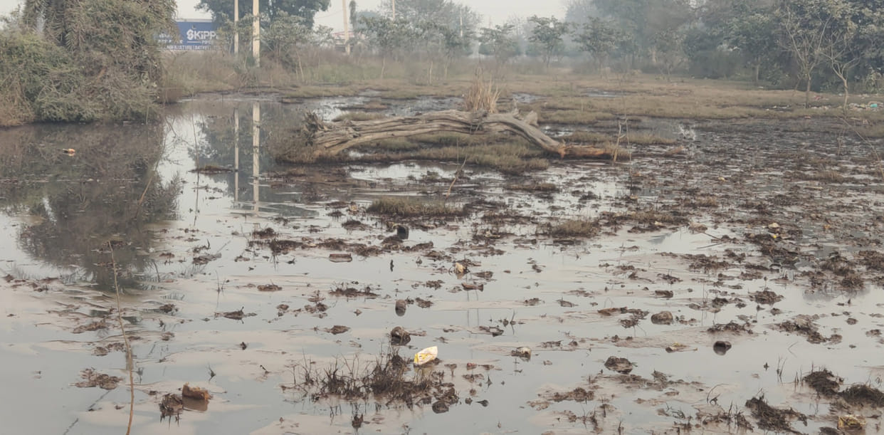 Forest department plants destroyed by chemical-laden water