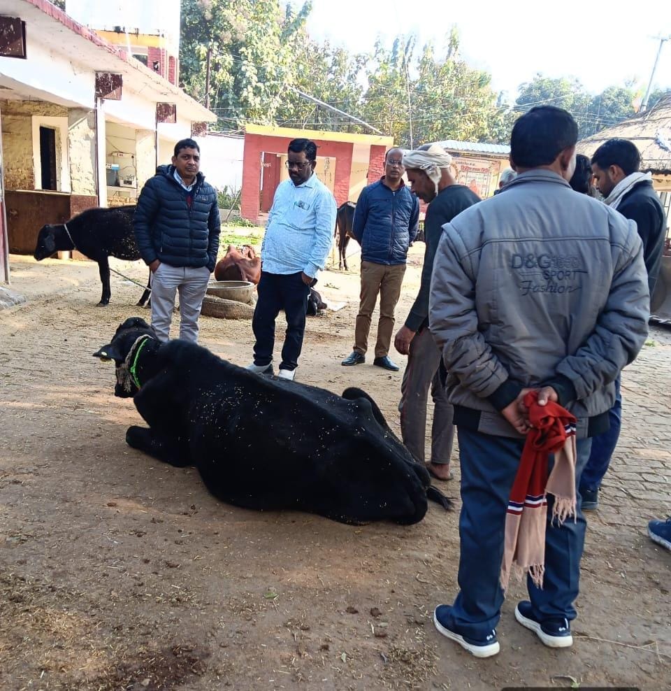 Five calves died under suspicious circumstances