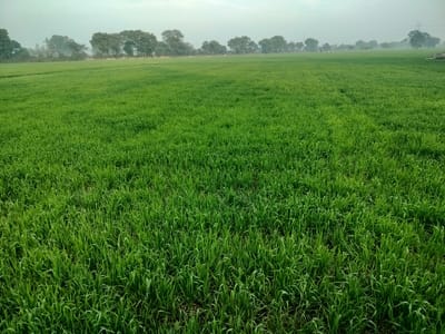 The Revenue Department will conduct a survey of Rabi crops in the first week of February.