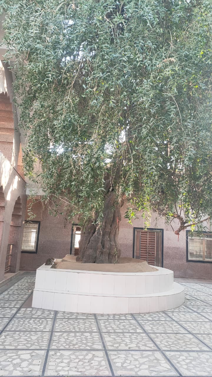 55 tree pension files stuck for three months under Prana Vayu Devta Yojana
