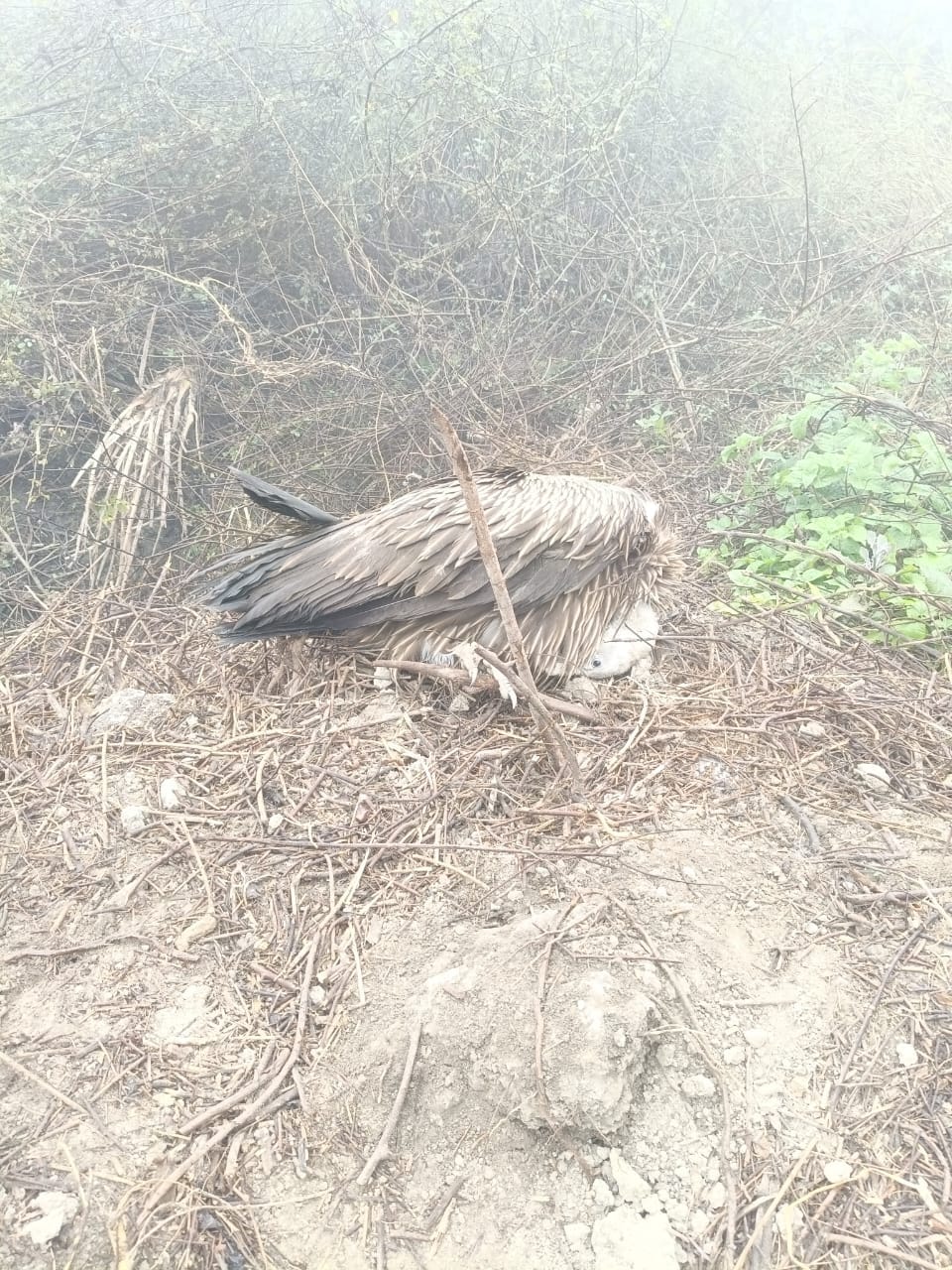 The vulture was found in the field again and the forest department team took it away.