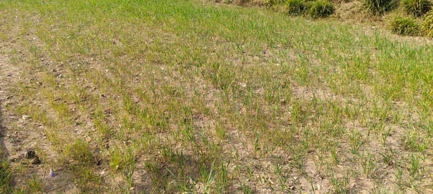 Due to lack of rain, the wheat crop in Barsar started turning yellow.
