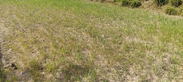 बारिश के अभाव में बड़सर में पीली पड़ी गेहूं। संवाद