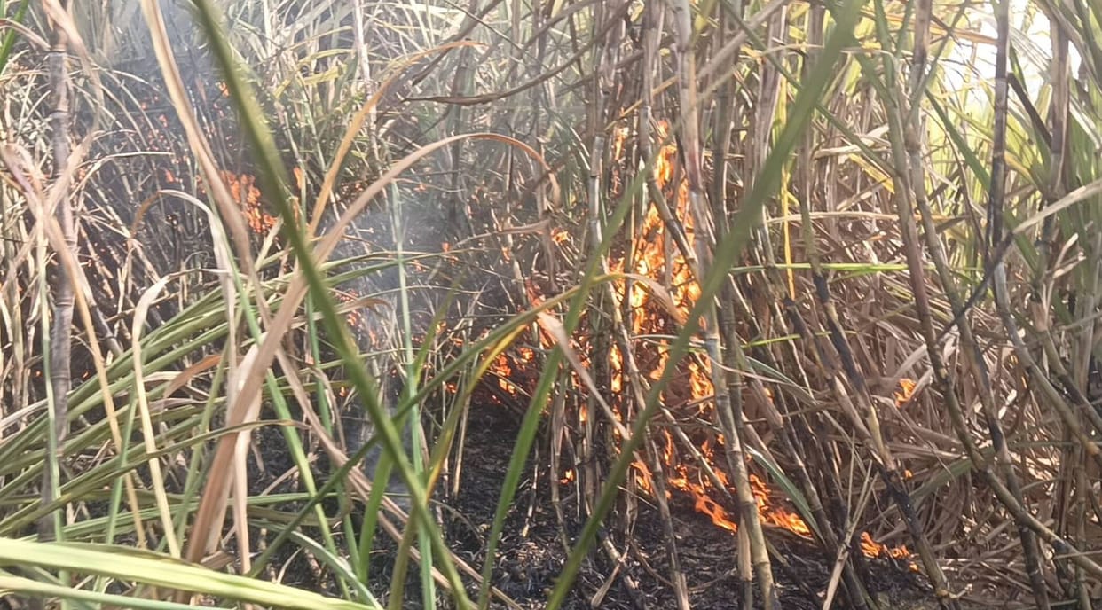 Two bighas of sugarcane crop was burnt in the fire.