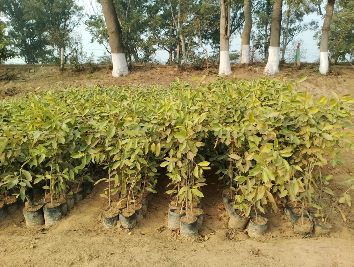 plantation, Forest Department