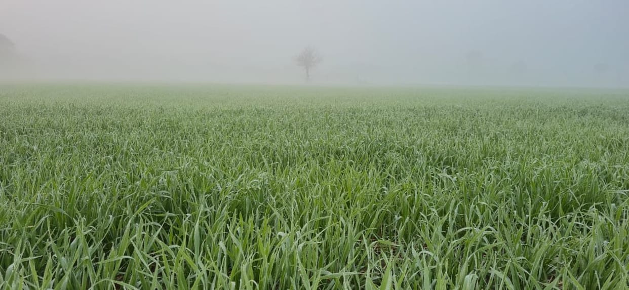 Morning fog, sunshine during the day, minimum temperature rises by five degrees