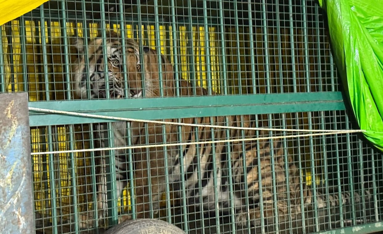 No space in Katarniaghat forest, tiger sent to Gorakhpur