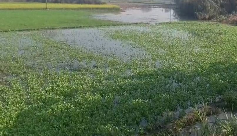 Mustard and wheat crops submerged due to minor breakage