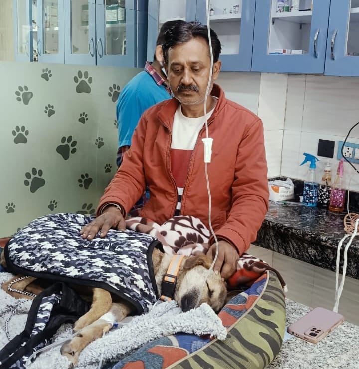 Treatment of stray dogs in Delhi