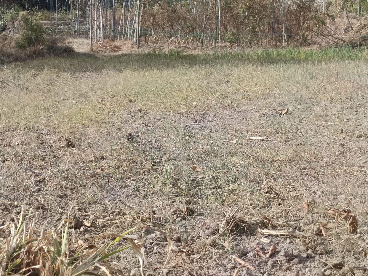 Wheat crop ruined due to lack of rain in the hilly areas of Baddi and Nalagarh.