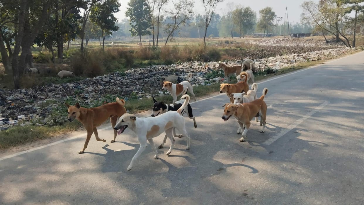 Goat mauled to death by stray dogs