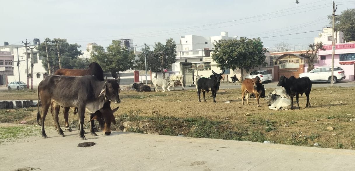Stray animals on the streets, citizens' safety at risk, and the municipal council remains silent.