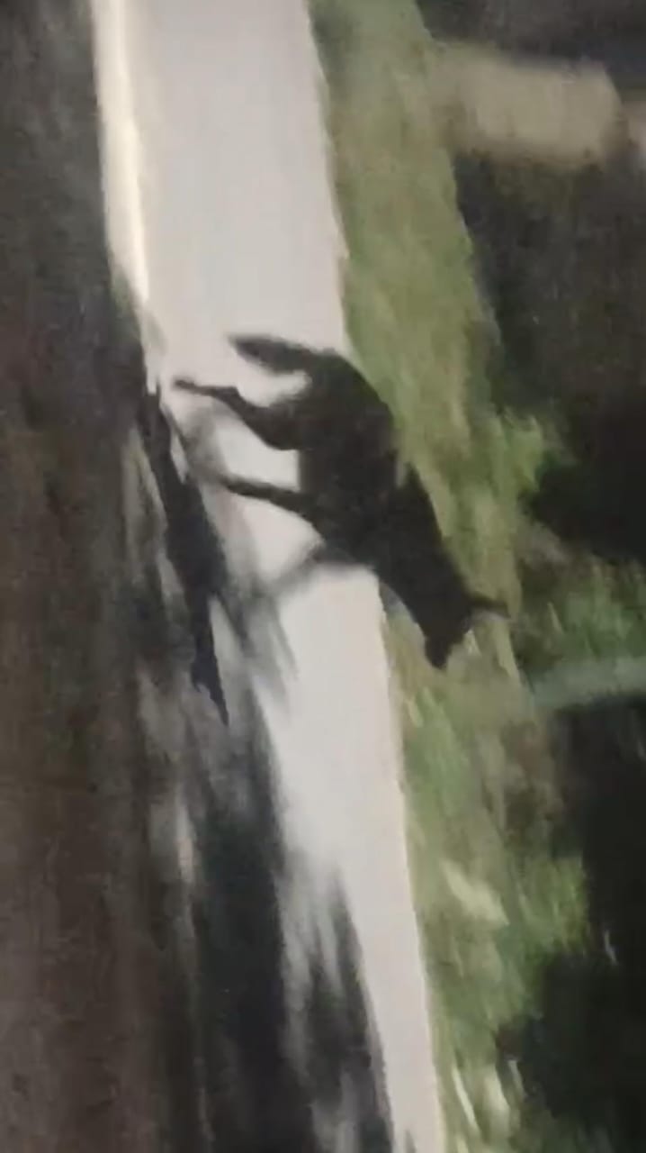 Panic due to sighting of hyena on Bhanipur-Dargah road and forest