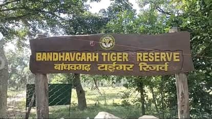 Bandhavgarh Tiger Reserve: Notices issued to 17 drivers, guides for violating safari rules