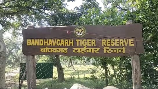 बांधवगढ़ टाइगर रिजर्व।