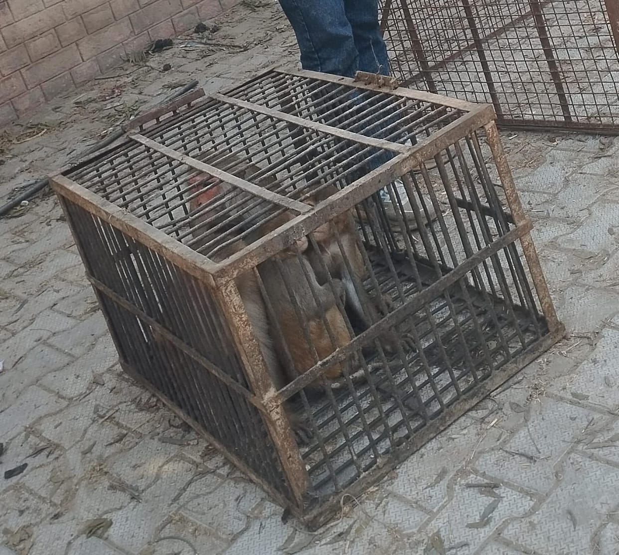 campaign again start to catch monkies