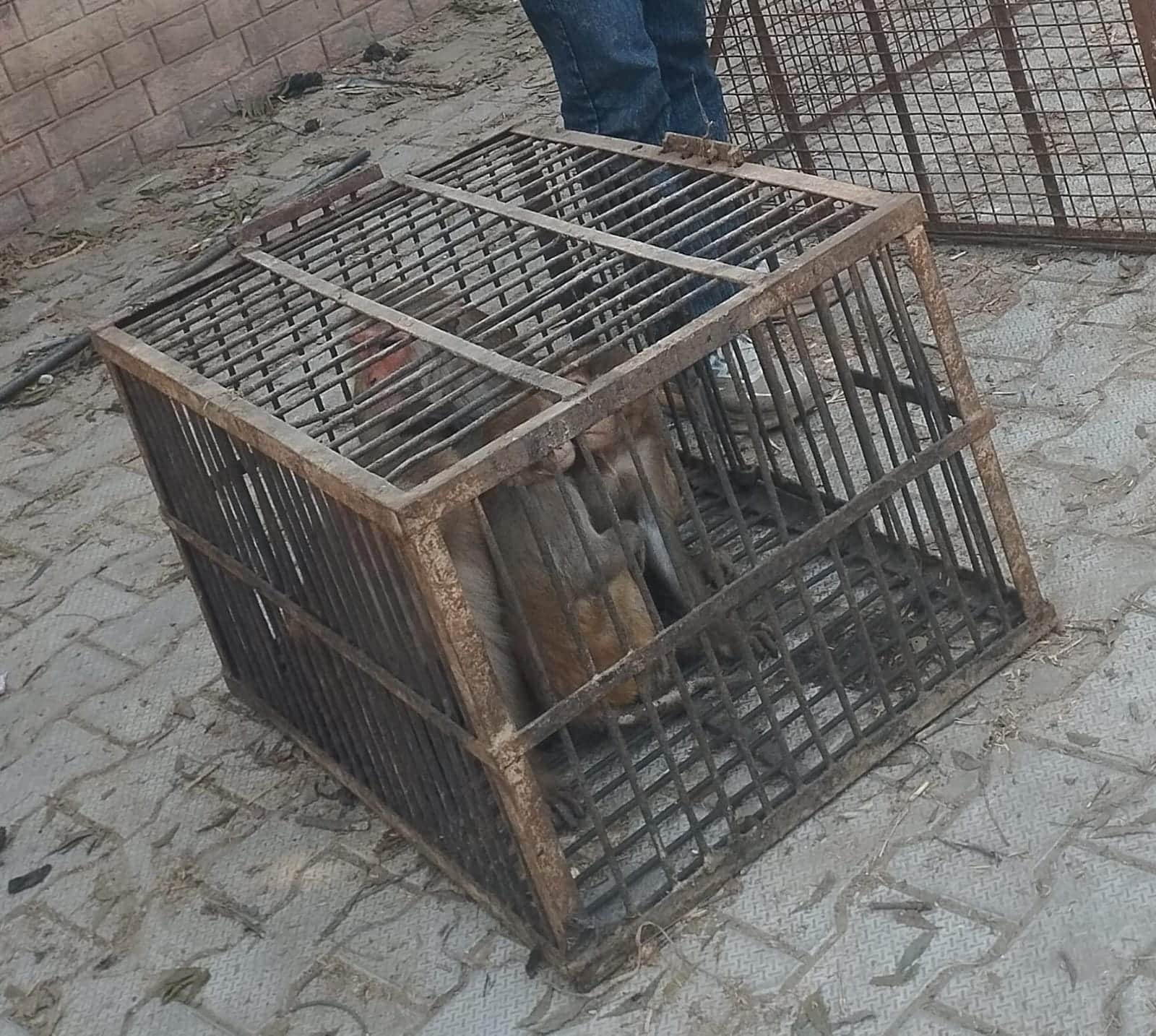 डबवाली। पिंजरे में पकड़े गए बंदर। संवाद 