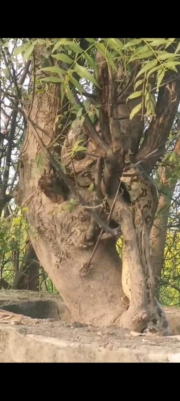 फोटो-19 एचएएमपी 12- ललपुरा गांव में नीम के पेड़ पर विशालकाय अजगर।  संवाद