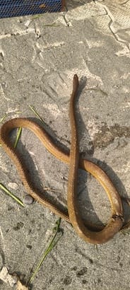 Indian Red Snake was cut by a JCB, received 10 stitches, and treatment lasted 25 days