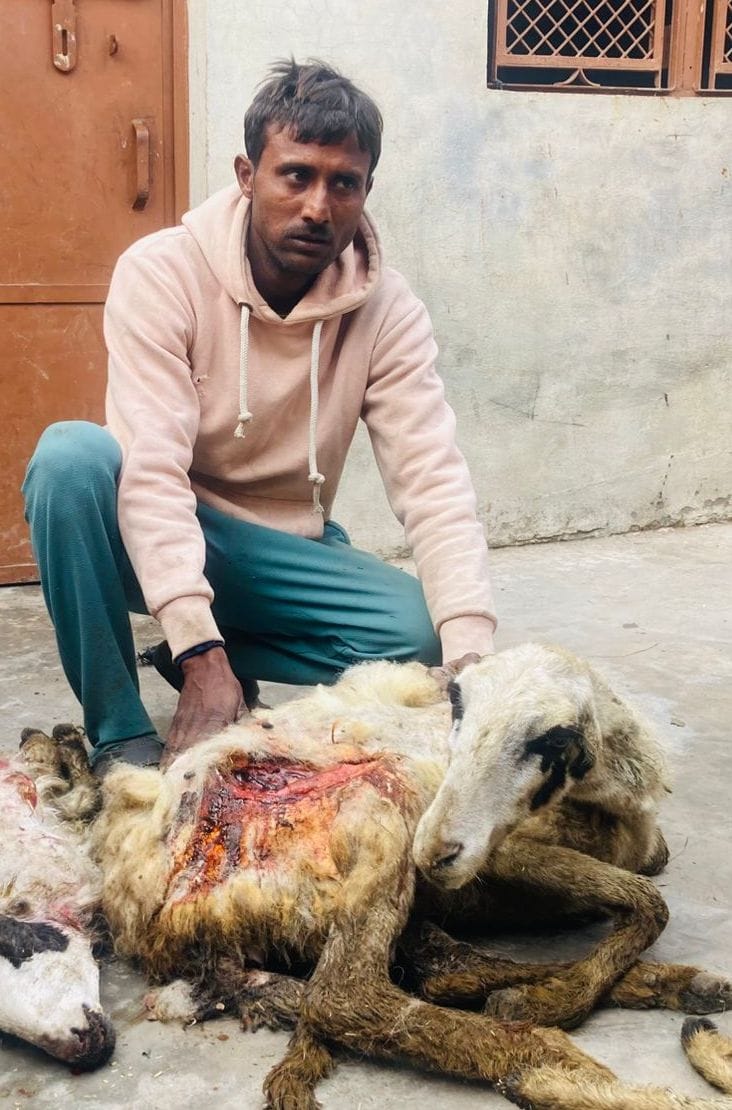 Five killed, 15 injured after sheep enter enclosure and attack