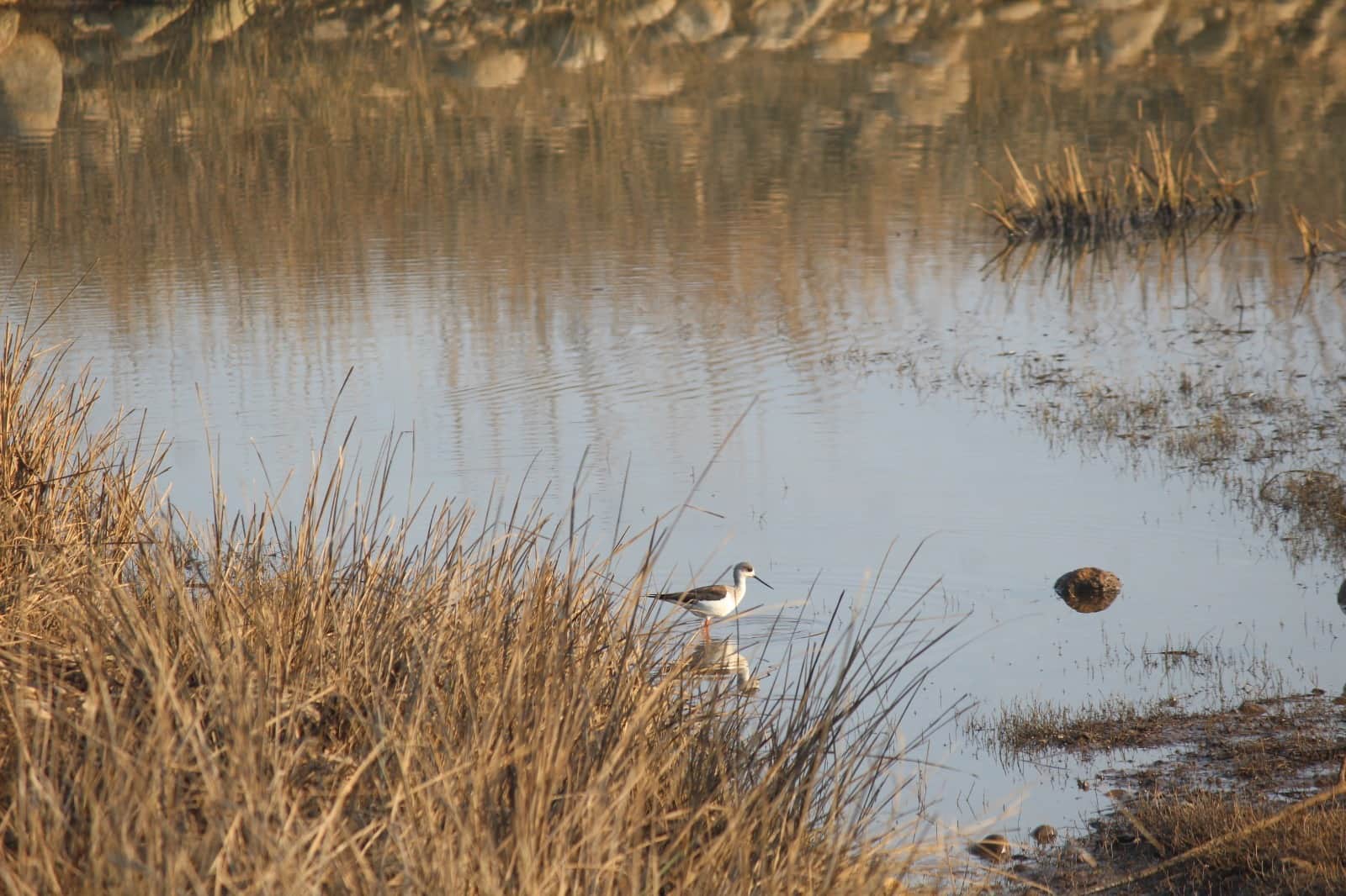 कार्बेट टाइगर रिजर्व में नजर आए 58 वेट लैंड पक्षी वाली खबर का फोटोकार्बेट टाइगर रिजर्व में गण