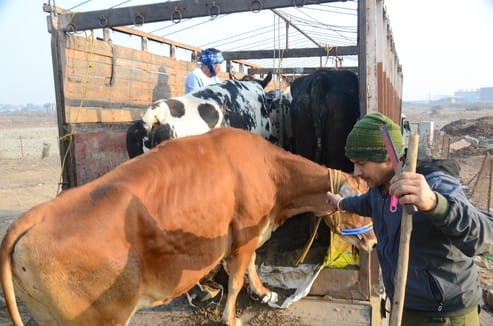 Jammu & Kashmir has become the new hub for cattle smugglers following a crackdown in UP and West Bengal.