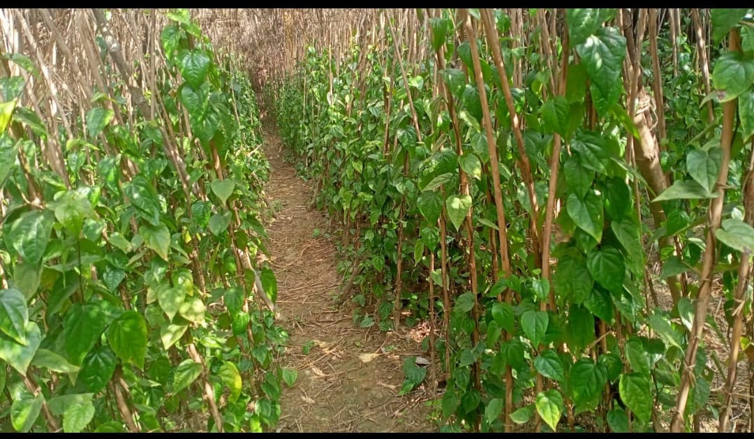 Betel cultivation on the verge of extinction in Harankha, demand has decreased