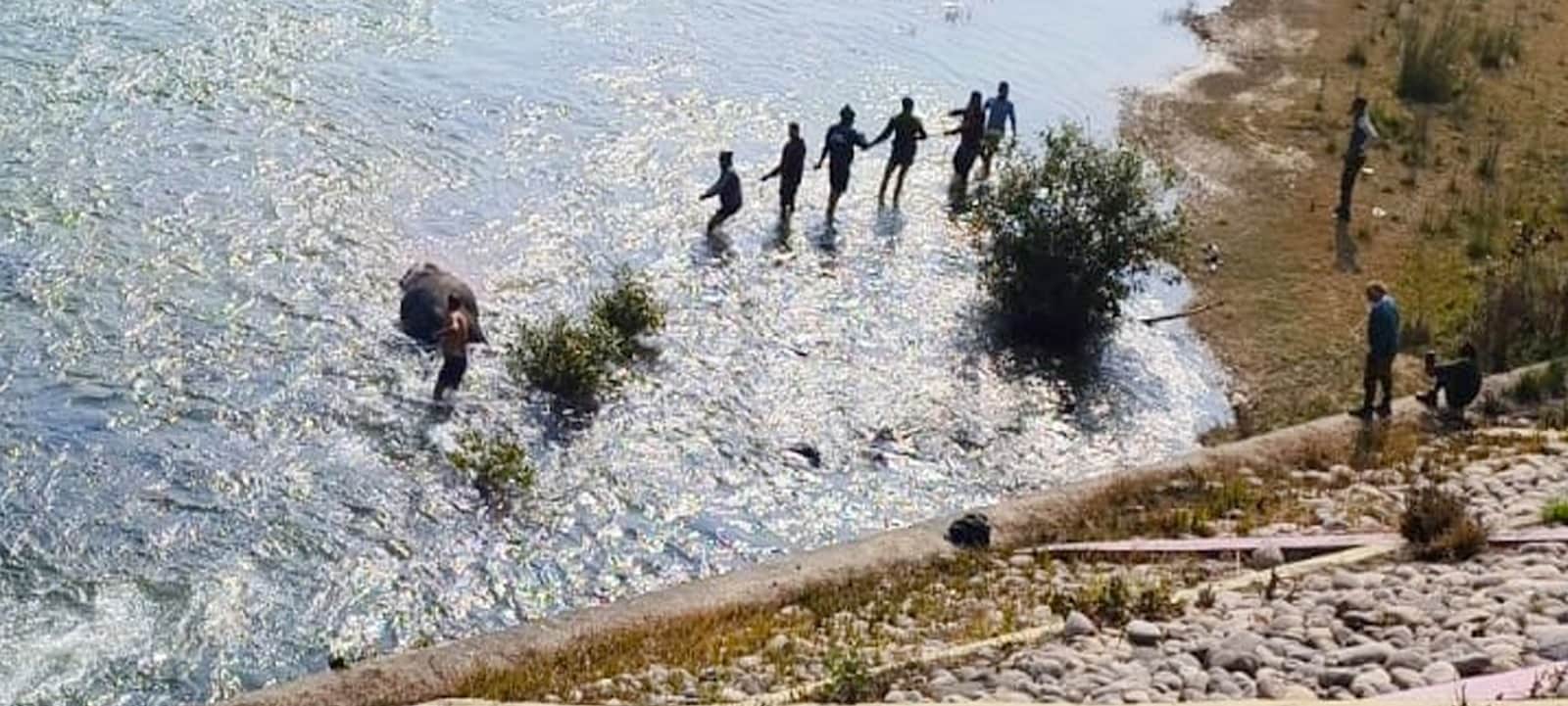 रामगंगा नदी में बह कर आया हाथी का शव, अंग सुरक्षित होने का दावा वाली खबर का फोटोकालागढ़ में न