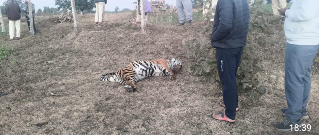 Umaria News: Gross Negligence In Wildlife Safety, Tigress Electrocuted By  Farm Shock Machine, Case Registered - Madhya Pradesh News - Umaria News:वन्यजीव  सुरक्षा पर भारी लापरवाही, खेत में लगी झटका मशीन से