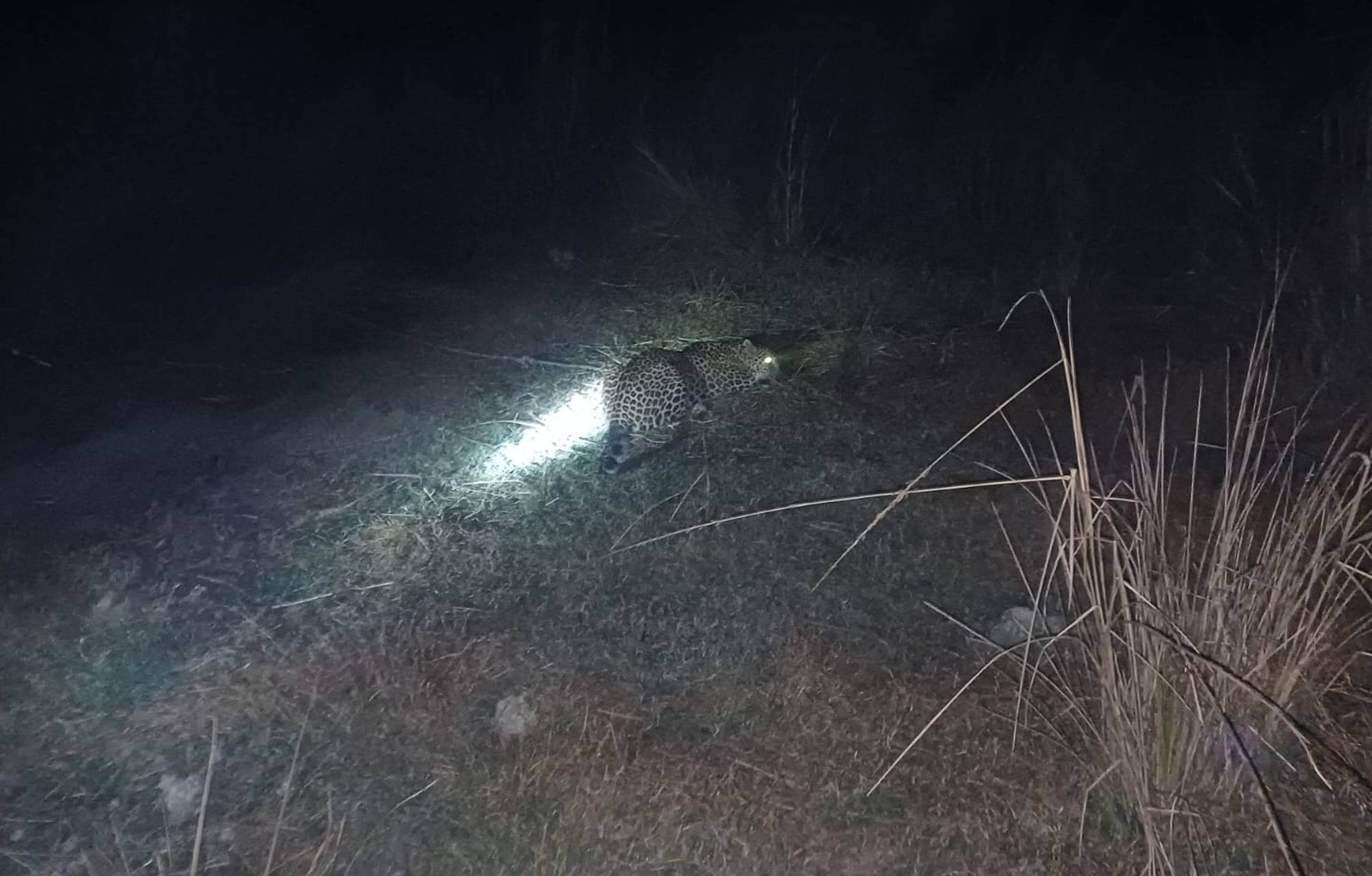  अखंडनगर के कुदा भैरोपुर ( चंदीपुर) में जाल में फंसा तेंदुआ।-वन विभाग