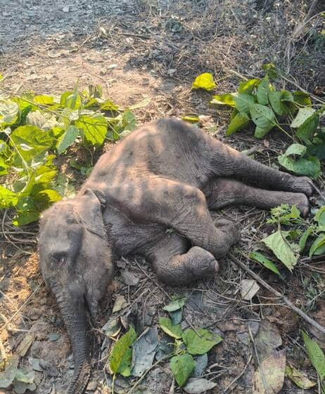 बढ़ापुर वन रेंज क्षेत्र की ढ़करिया बीट में पड़ा मिला हाथी के बच्चे का शव। स्रोत वन विभाग
