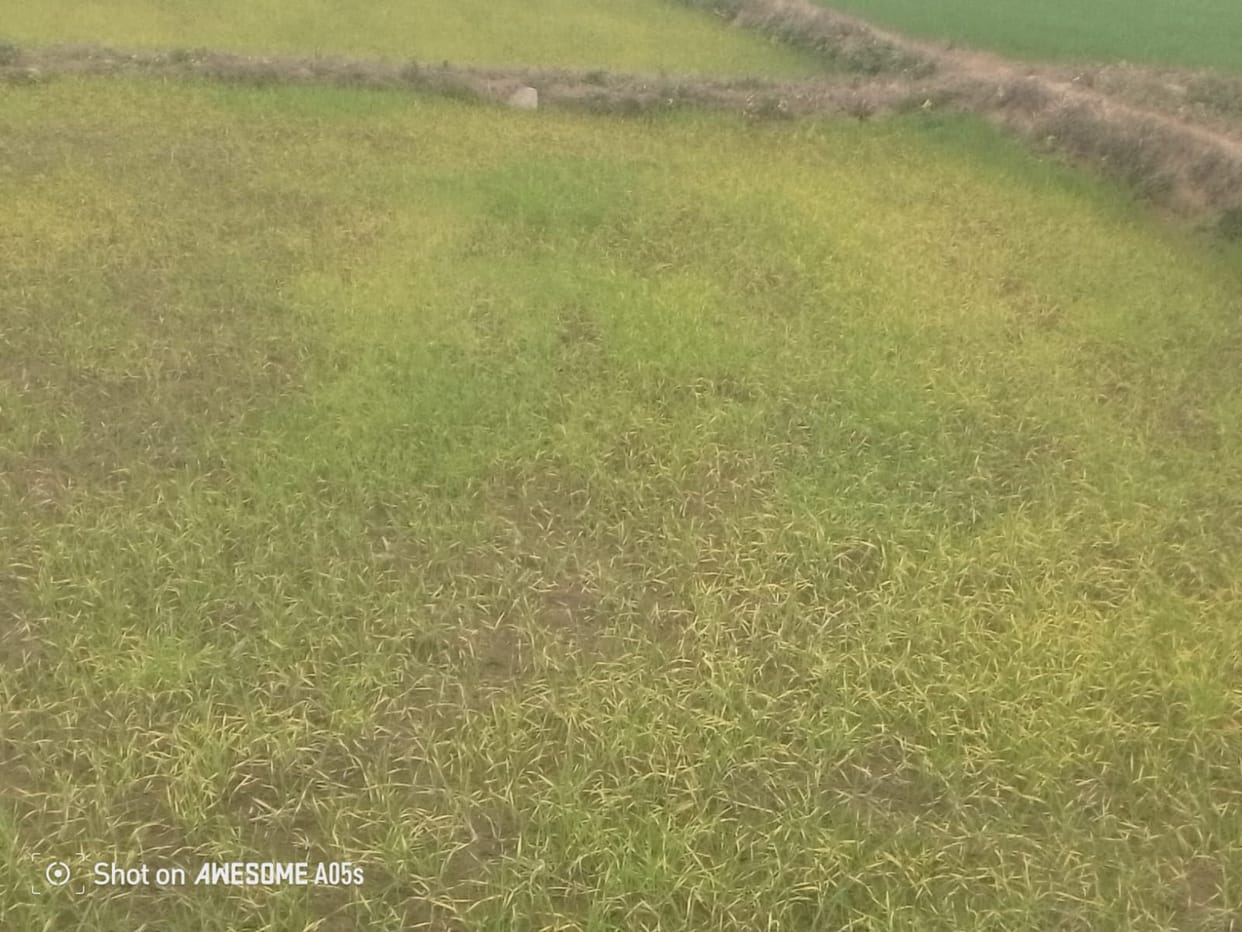 Even after irrigation, the wheat crop in BBN started turning yellow.