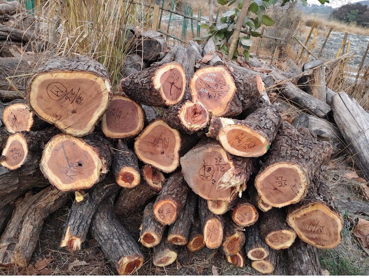 Illegal felling of Khair, 33 trees recovered from the forest