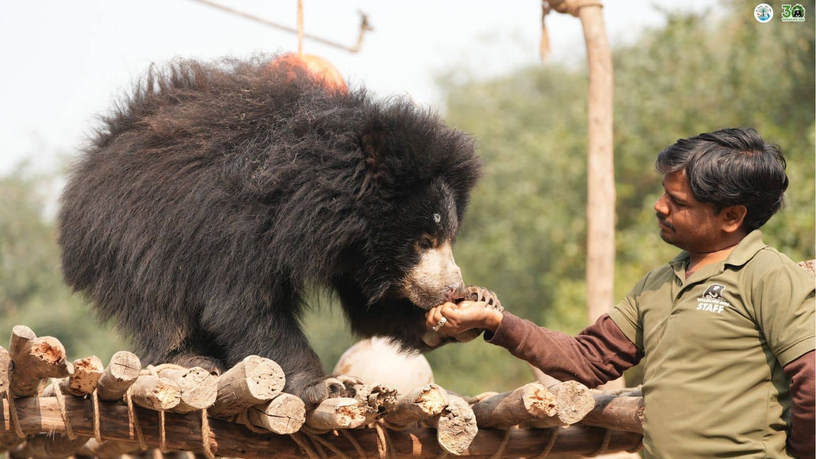 फलों का स्वाद लेता हुआ झारखंड से बचाया भालू। 