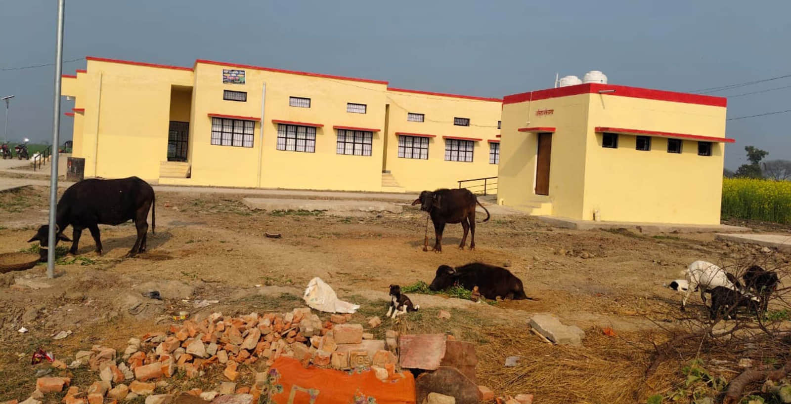 फोटो 21 एचएएमपी 13- अरतरा गांव में बिना बाउंड्रीवाल के विद्यालय भवन व परिसर में बंधे जानवर। संव