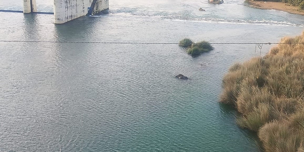 Forest workers managed to rescue the carcass of a baby elephant from two crocodiles in the river.