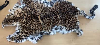 Two people including a patwari were arrested with leopard skin; action taken by Shahdol Forest Department