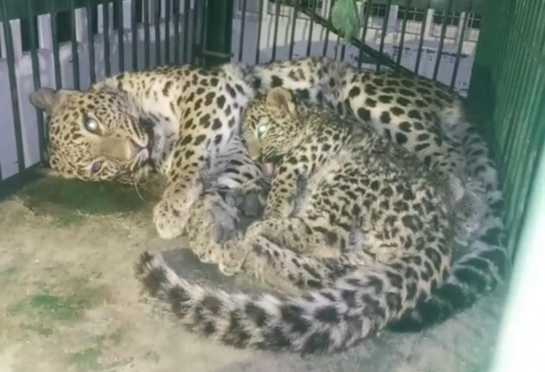 Srinagar, Wild Life Team, Save Leopard, Baramulla