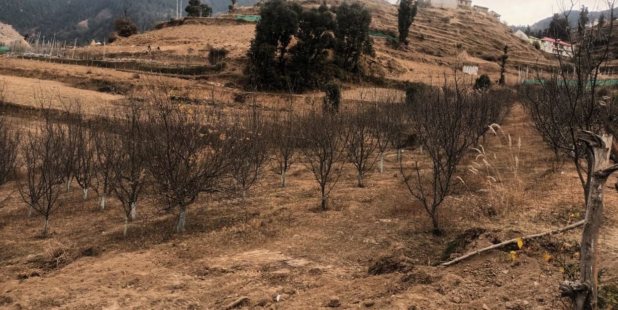 Without rain, the hopes of gardeners are drying up.