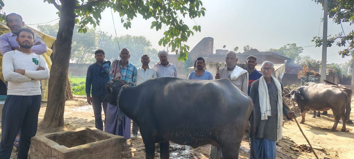20 cattle died under suspicious circumstances in Chiraiyapur, now the responsible people have woken up.