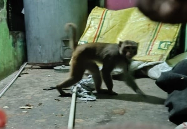 Patience is running out... Landlord warns to release the monkey