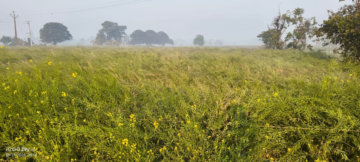 etah news mustard production