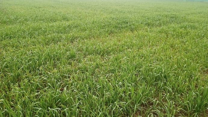 The sudden rise in temperature has increased the worries of the farmers.